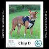 adoptable Dog in , PA named Chip D 081724