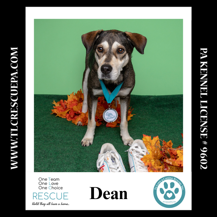 adoptable Dog in Kimberton, PA named Dean 081724