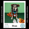 adoptable Dog in  named Dean 081724