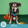 adoptable Dog in Kimberton, PA named Dean 081724