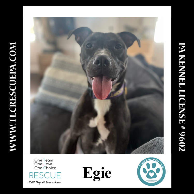 adoptable Dog in Kimberton, PA named Egie 081724