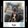 adoptable Dog in , PA named Egie 081724