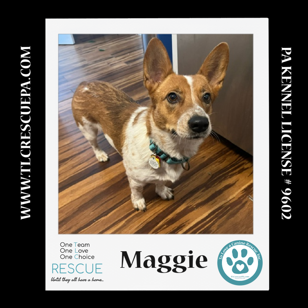 adoptable Dog in Kimberton, PA named Maggie 081724