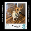 adoptable Dog in  named Maggie 081724