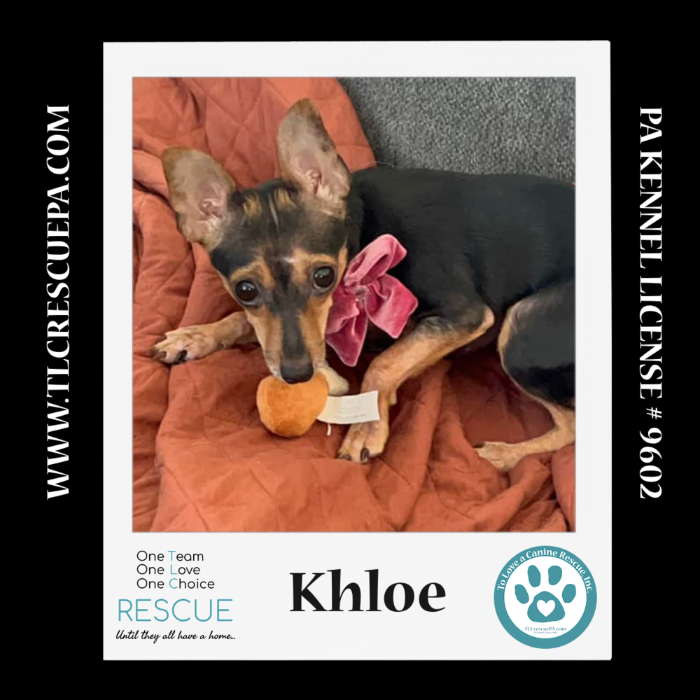 adoptable Dog in Kimberton, PA named Khloe 081724