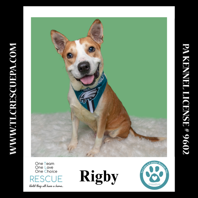 adoptable Dog in Kimberton, PA named Rigby 081724