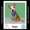 adoptable Dog in , PA named Rigby 081724