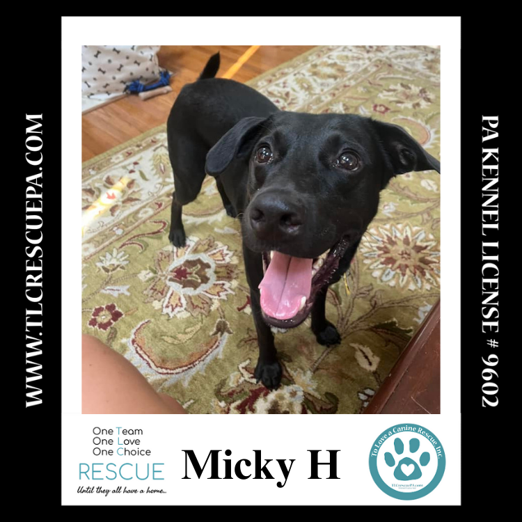 adoptable Dog in Kimberton, PA named Micky H 081724