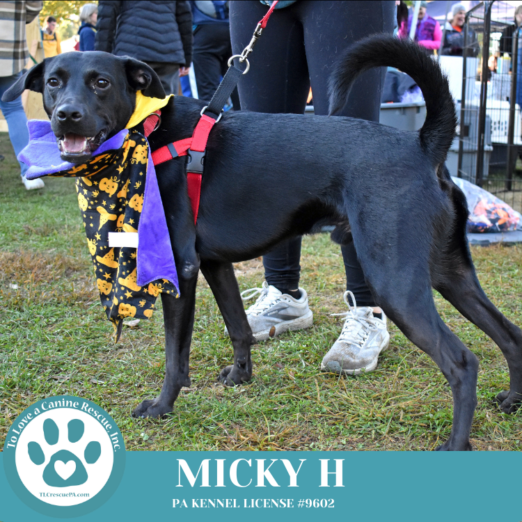 adoptable Dog in Kimberton, PA named Micky H 081724