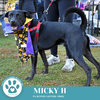 adoptable Dog in  named Micky H 081724