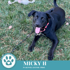 adoptable Dog in Kimberton, PA named Micky H 081724