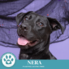 adoptable Dog in Kimberton, PA named Nera 082424