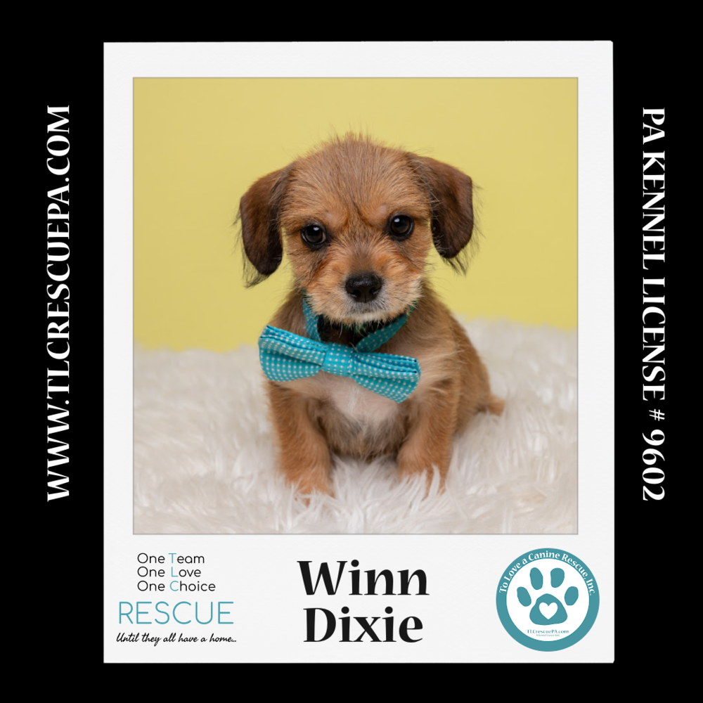 adoptable Dog in Kimberton, PA named Winn Dixie (Ten Spots) 082424