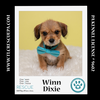 adoptable Dog in  named Winn Dixie (Ten Spots) 082424