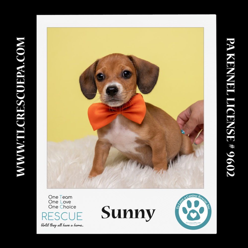 adoptable Dog in Kimberton, PA named Sunny (Ten Spots) 082424