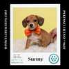 adoptable Dog in  named Sunny (Ten Spots) 082424