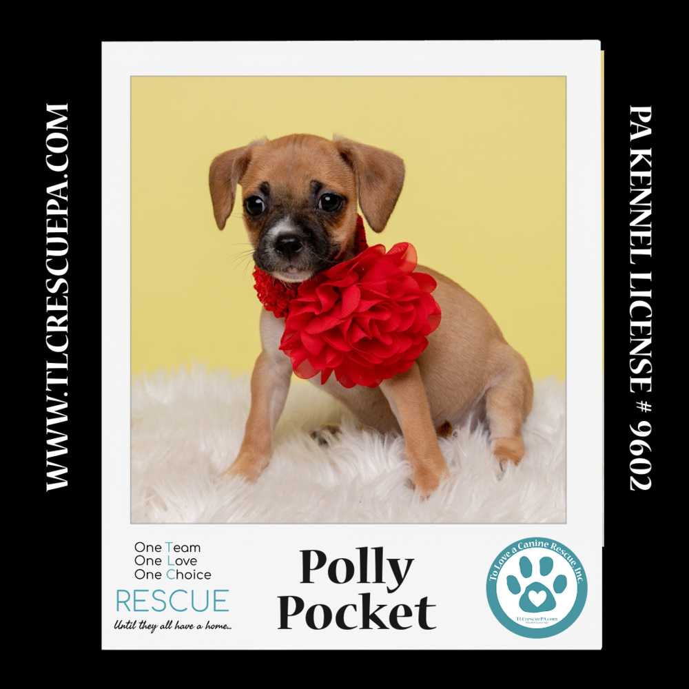 adoptable Dog in Kimberton, PA named Polly Pocket (Ten Spots) 082424