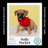 adoptable Dog in  named Polly Pocket (Ten Spots) 082424