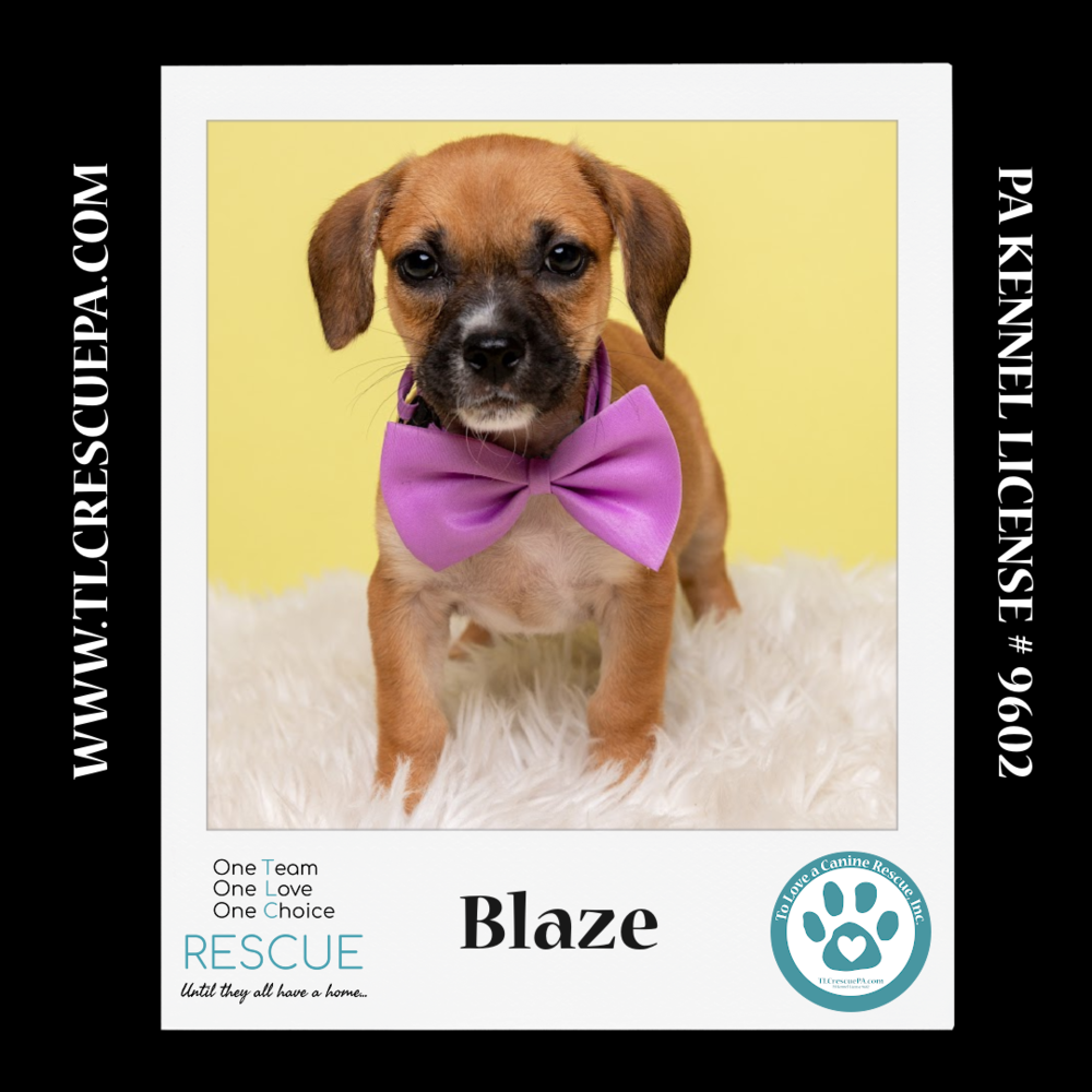 adoptable Dog in Kimberton, PA named Blaze (Ten Spots)082424