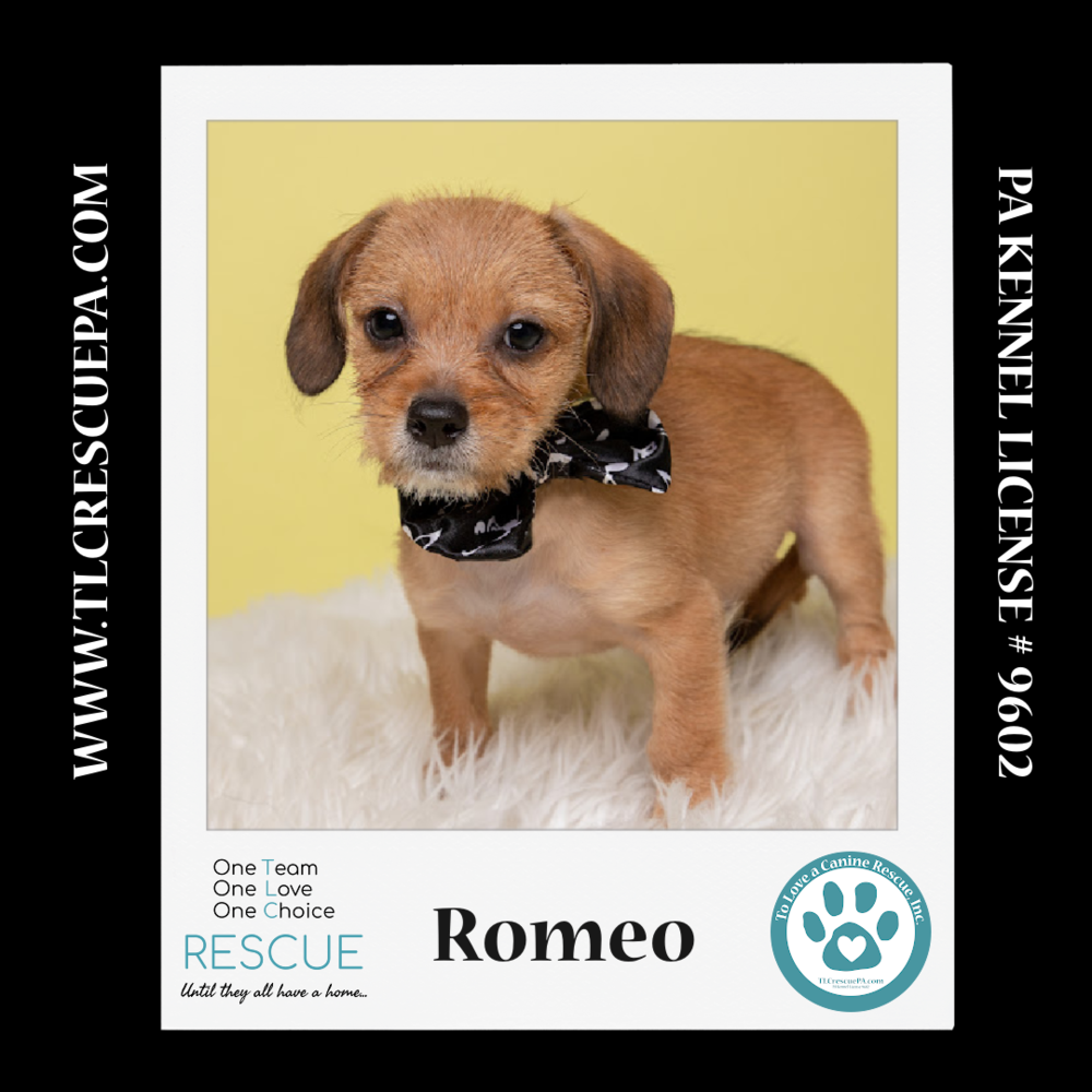 adoptable Dog in Kimberton, PA named Romeo (Ten Spots) 082424