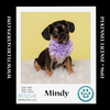 adoptable Dog in  named Mindy (Ten Spots) 082424