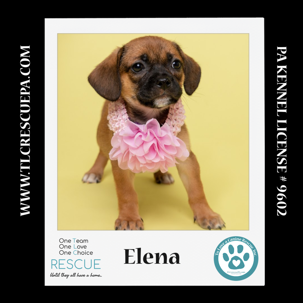 adoptable Dog in Kimberton, PA named Elena( Ten Spots) 082424