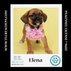 adoptable Dog in  named Elena( Ten Spots) 082424