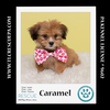 adoptable Dog in  named Caramel (Ten Spots) 082424