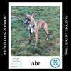 adoptable Dog in  named Abe 090724