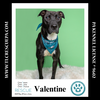 adoptable Dog in  named Valentine 090724