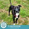 adoptable Dog in Kimberton, PA named Valentine 090724