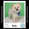 adoptable Dog in  named Baby 090724