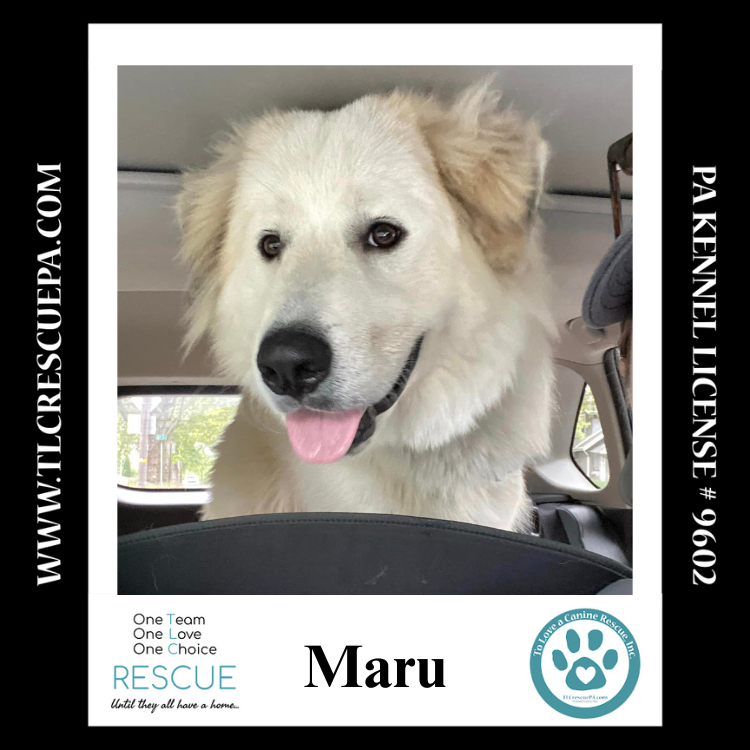 adoptable Dog in Kimberton, PA named Maru 090724