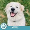 adoptable Dog in Kimberton, PA named Maru 090724