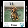 adoptable Dog in Kimberton, PA named Blazer (Chevy