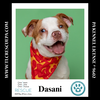 adoptable Dog in  named Dasani 090724