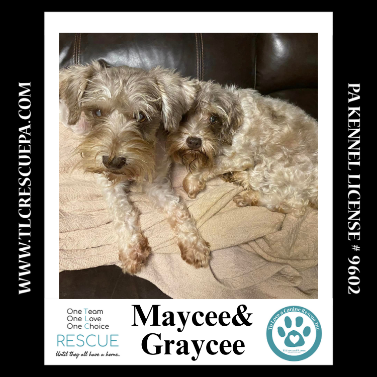 adoptable Dog in Kimberton, PA named Graycee (Cee Cee Girls) 090724