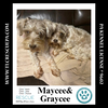 adoptable Dog in  named Graycee (Cee Cee Girls) 090724