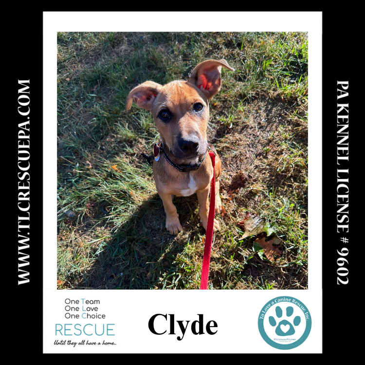 adoptable Dog in Kimberton, PA named Clyde 090724