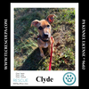 adoptable Dog in  named Clyde 090724