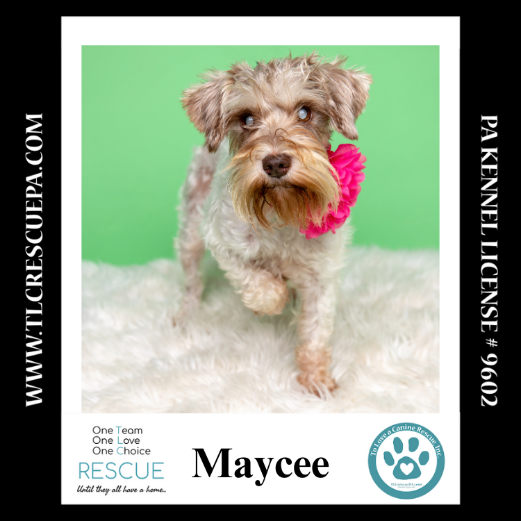 adoptable Dog in Kimberton, PA named Maycee (Cee Cee Girls) 090724