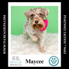 adoptable Dog in  named Maycee (Cee Cee Girls) 090724