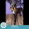 adoptable Dog in Kimberton, PA named Lolli 090724