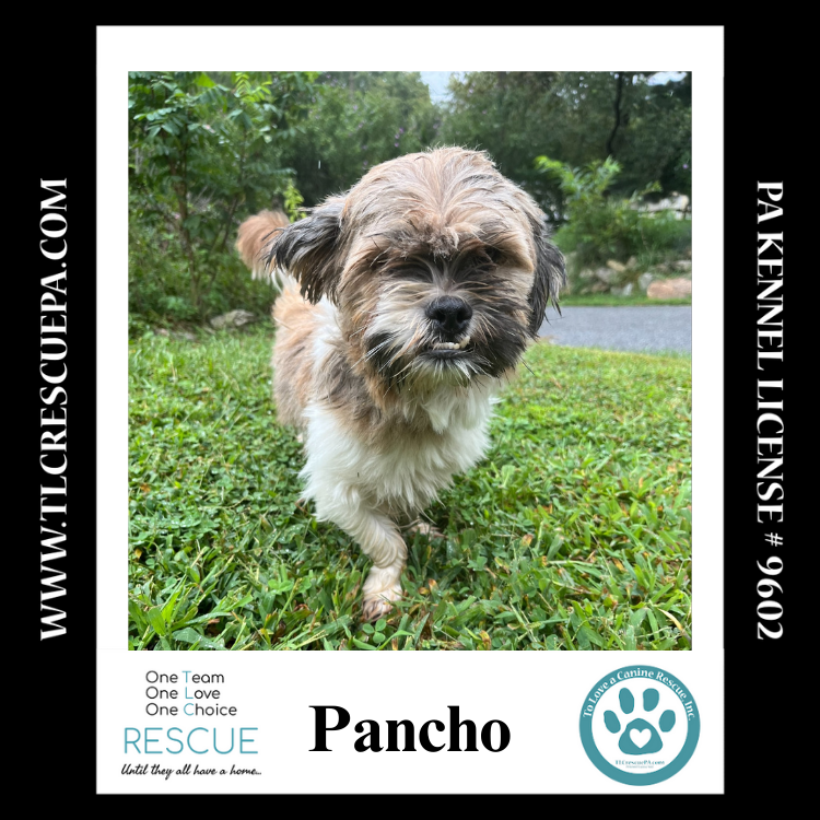 adoptable Dog in Kimberton, PA named Pancho 090724