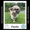 adoptable Dog in  named Pancho 090724