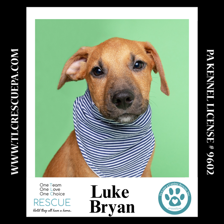 adoptable Dog in Kimberton, PA named Luke Bryan (Country Singers) 090724