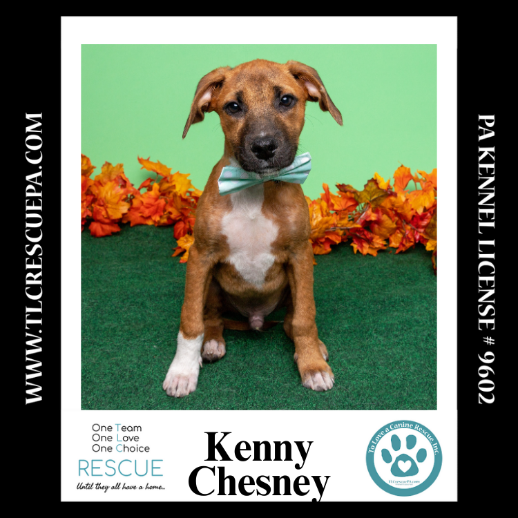 adoptable Dog in Kimberton, PA named Kenny Chesney (Country Singers) 090724