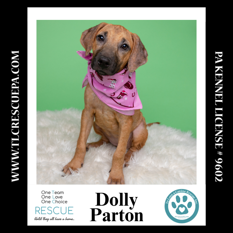 adoptable Dog in Kimberton, PA named Dolly Parton (Country Singers) 090724