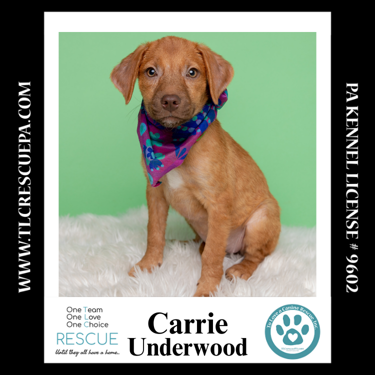 adoptable Dog in Kimberton, PA named Carrie Underwood (Country Singers) 090724