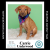 adoptable Dog in  named Carrie Underwood (Country Singers) 090724